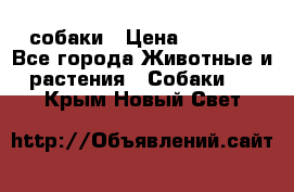 собаки › Цена ­ 2 500 - Все города Животные и растения » Собаки   . Крым,Новый Свет